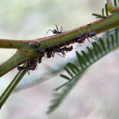 Iridomyrmex purpureus (Meat Ant) at Casey, ACT - 13 Apr 2024 by Hejor1