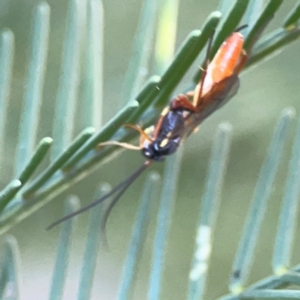 Ichneumonidae (family) at Casey, ACT - 13 Apr 2024
