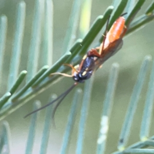 Ichneumonidae (family) at Casey, ACT - 13 Apr 2024 03:55 PM