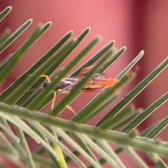 Ichneumonidae (family) at Casey, ACT - 13 Apr 2024