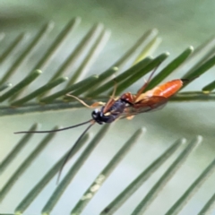 Ichneumonidae (family) at Casey, ACT - 13 Apr 2024 03:55 PM