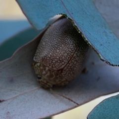 Paropsis atomaria (Eucalyptus leaf beetle) at Casey, ACT - 13 Apr 2024 by Hejor1