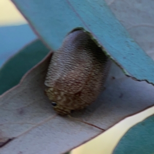 Paropsis atomaria at Casey, ACT - 13 Apr 2024