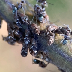 Acizzia acaciaedecurrentis (Early Green Wattle Psyllid) at Casey, ACT - 13 Apr 2024 by Hejor1