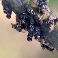 Iridomyrmex rufoniger (Tufted Tyrant Ant) at Casey, ACT - 13 Apr 2024 by Hejor1