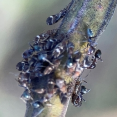 Iridomyrmex rufoniger at Casey, ACT - 13 Apr 2024