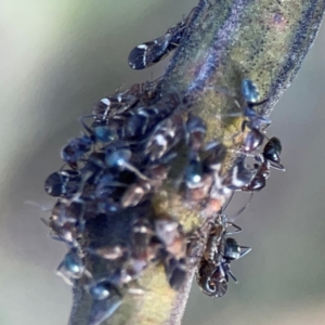 Iridomyrmex rufoniger at Casey, ACT - 13 Apr 2024