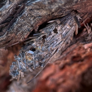 Psychidae (family) IMMATURE at Casey, ACT - 13 Apr 2024 04:10 PM