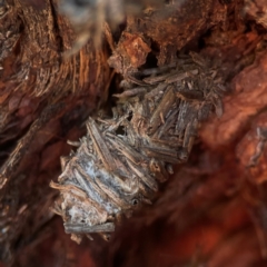 Psychidae (family) IMMATURE at Casey, ACT - 13 Apr 2024 04:10 PM