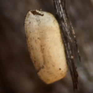 Blattidae sp. (family) at Casey, ACT - 13 Apr 2024