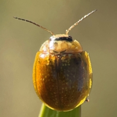 Paropsisterna cloelia (Eucalyptus variegated beetle) at Casey, ACT - 13 Apr 2024 by Hejor1