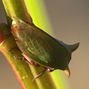 Sextius virescens at Casey, ACT - 13 Apr 2024