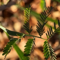 Acacia implexa at Casey, ACT - 13 Apr 2024