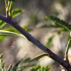 Acacia implexa at Casey, ACT - 13 Apr 2024