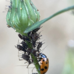 Hippodamia variegata (Spotted Amber Ladybird) at Casey, ACT - 13 Apr 2024 by Hejor1