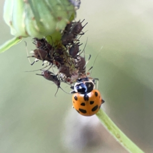 Hippodamia variegata at Casey, ACT - 13 Apr 2024