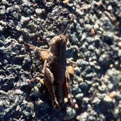 Phaulacridium vittatum at Casey, ACT - 13 Apr 2024 04:35 PM