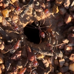 Iridomyrmex purpureus at Casey, ACT - 13 Apr 2024