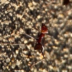 Iridomyrmex purpureus at Casey, ACT - 13 Apr 2024