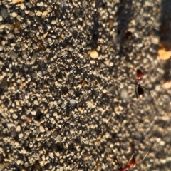 Iridomyrmex purpureus at Casey, ACT - 13 Apr 2024