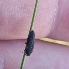 Elateridae sp. (family) (Unidentified click beetle) at Bungendore, NSW - 13 Apr 2024 by clarehoneydove