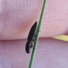 Elateridae sp. (family) at QPRC LGA - suppressed