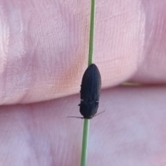 Elateridae sp. (family) at QPRC LGA - suppressed