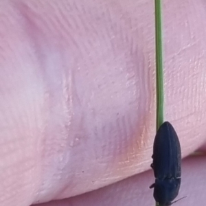 Elateridae sp. (family) at QPRC LGA - suppressed