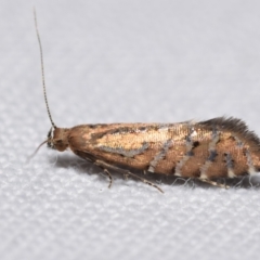 Glyphipterix perimetalla (Five-bar Sedge-moth) by DianneClarke