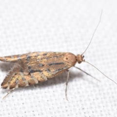 Glyphipterix perimetalla at suppressed - 13 Apr 2024