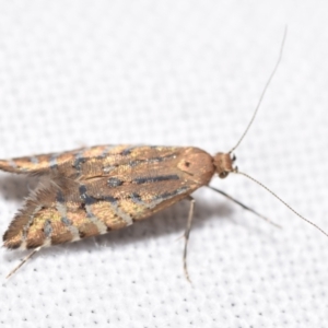 Glyphipterix perimetalla at suppressed - 13 Apr 2024