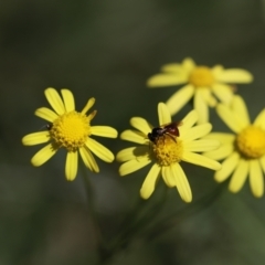 Exoneura sp. (genus) (A reed bee) at Belanglo, NSW - 13 Apr 2024 by Paperbark native bees