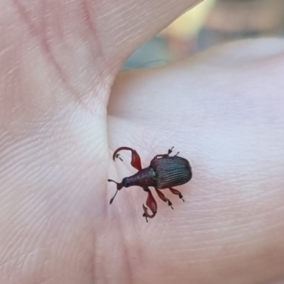 Euops sp. (genus) (A leaf-rolling weevil) at Bungendore, NSW - 13 Apr 2024 by clarehoneydove