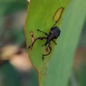 Euops sp. (genus) at QPRC LGA - suppressed