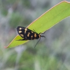 Asura lydia (Lydia Lichen Moth) at Bungendore, NSW - 13 Apr 2024 by clarehoneydove