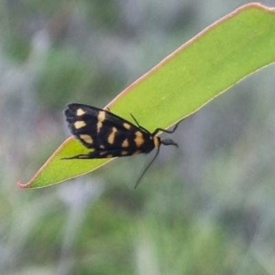Asura lydia (Lydia Lichen Moth) at QPRC LGA - 13 Apr 2024 by clarehoneydove
