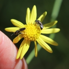 Lasioglossum (Homalictus) sphecodoides (Furrow Bee) at Belanglo - 13 Apr 2024 by Paperbark native bees