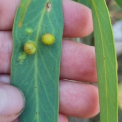 Eucalyptus insect gall at Bungendore, NSW - 13 Apr 2024 by clarehoneydove