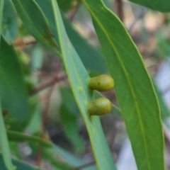 Eucalyptus insect gall at suppressed - 13 Apr 2024