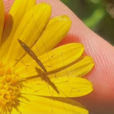 Chinoneides tasmaniensis (Stilt bug) at Bungendore, NSW - 13 Apr 2024 by clarehoneydove