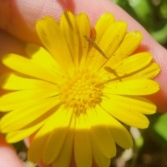 Chinoneides tasmaniensis at QPRC LGA - 13 Apr 2024