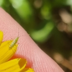 Miridae (family) (Unidentified plant bug) at Bungendore, NSW - 13 Apr 2024 by clarehoneydove