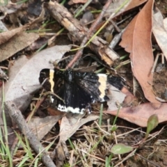 Eutrichopidia latinus (Yellow-banded Day-moth) at Alpine - 27 Dec 2023 by JanHartog