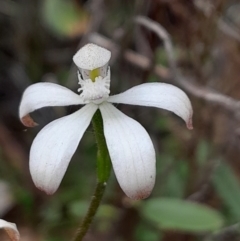 Caladenia ustulata (Brown Caps) at Aranda, ACT - 3 Oct 2023 by Venture