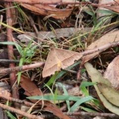 Epidesmia chilonaria (Golden-winged Epidesmia) at Alpine, NSW - 27 Dec 2023 by JanHartog