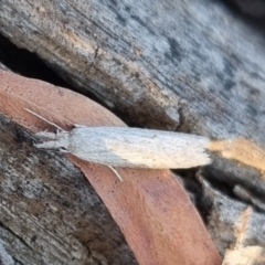 Phryganeutis cinerea (Chezala Group moth) at Bungendore, NSW - 13 Apr 2024 by clarehoneydove