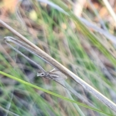 Phryganeutis cinerea at QPRC LGA - 13 Apr 2024