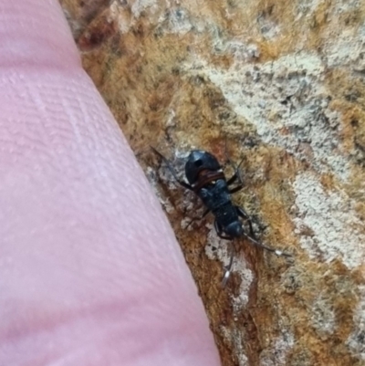 Rhyparochromidae (family) (Seed bug) at QPRC LGA - 13 Apr 2024 by clarehoneydove