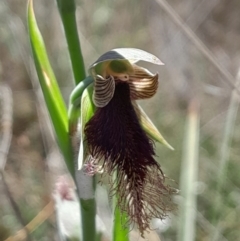 Calochilus platychilus (Purple Beard Orchid) at Yarralumla, ACT - 7 Oct 2023 by Venture