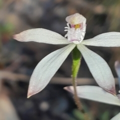 Caladenia ustulata (Brown Caps) at Acton, ACT - 30 Sep 2023 by Venture